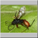 Alloplasta piceator - Schlupfwespe w01a 14mm - OS-Hasbergen-Lehmwiese det06.jpg